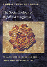 front cover of The Social Biology of <i>Ropalidia marginata</i>